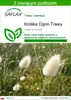 SAFLAX - Królika Ogon Trawy - 100 Nasiona - Z podłożem Podgląd zdjęcia produktu 1