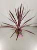 Cordyline australis 'Pink Passion'®, ook wel bekend als Productafbeelding-voorbeeld 2