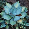 Semena Agave Titanota 'Blue' - balení 5 ks - Exotická Náhled obrázku produktu 7