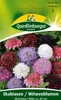 Skabiose, Witwenblume Produktbild-Vorschau 1