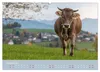 Allgäuer Rindvieh 2027 (Wandkalender 2027 DIN A2 quer), Produktbild-Vorschau 8