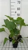 6 x Silphium perfoliatum - Silphium - Pot 9 x 9 cm Voir les images du produit 2