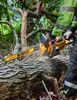 Motosierra DeWALT DCMCS574N FlexVolt (Cuerpo solo) Vista previa de la imagen del producto 4