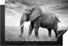 KitchenYeah© Herdabdeckplatte Elefant - Gras - Tiere - Produktbild-Vorschau 1