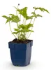 Green boutiQ - Staude - Anemone hybr. Hon. Jobert - Produktbild-Vorschau 2