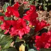Rhododendron 'Baden-Baden' | 20-30 cm v květináči Náhled obrázku produktu 1