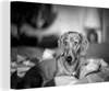 OneMillionCanvasses® - Leinwandbilder - 140x90 cm, Dackel Produktbild-Vorschau 1