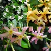 A collage of close-up images of different colored star jasmine flowers. Podgląd zdjęcia produktu