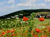 Calvendo Ein Motiv aus dem Kalender Roter Mohn, bunte Produktbild-Vorschau 2