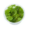 Vodní rostlina In-Vitro Plavín hydrophylla 'Taiwan' – Náhled obrázku produktu 4