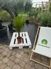 Spindelpalme Hyophorbe verschaffeltii 80-120 cm Produktbild-Vorschau 7