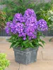 Phlox paniculata 'Purple Kiss', Flammenblume, lila, ca. Produktbild-Vorschau 5