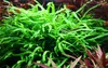 Aquarium Pflanze Microsorum pteropus 'Trident' auf Wurzel Produktbild-Vorschau 5