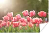 MuchoWow® Poster Tulpen - Sonne - Frühling 60x40 cm - Produktbild-Vorschau 1