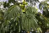 Albizia julibrissin 'Ombrella', Seidenbaum, 40–60 cm Produktbild-Vorschau 2