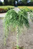 Hochstamm Zypresse Chamaecyparis lawsoniana Intertexta 60 - Produktbild-Vorschau 1