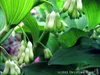 Vielblütiger Salomonsiegel - Polygonatum multiflorum - Tb 9 Produktbild-Vorschau 1