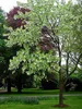 Taschentuchbaum (Davidia involucrata)  - 2 Samen Produktbild-Vorschau 2