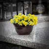 KADAX Schale aus Kunststoff, runde Blumenschale, Produktbild-Vorschau 3