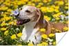 MuchoWow® Poster Schmetterling auf der Nase eines Beagles Produktbild-Vorschau 1