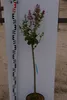 Syringa meyeri Palibin - Zwerg-Duftflieder Palibin - Produktbild-Vorschau 1