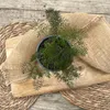Enseleits Bronzefenchel Pflanze, 3er Set, Foeniculum Produktbild-Vorschau 3