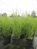 Miscanthus sinensis Zebrinus strictus - Zebra-China-Schilf Produktbild-Vorschau 2