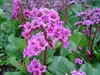 Stauden Gänge 1 x Bergenia cordifolia ‚Winterglut‘ - Produktbild-Vorschau 2