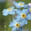 Bloomique - 3er Set - Myosotis Palustris - Produktbild-Vorschau 3