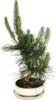 Bonsai - Pinus thunbergii - Pino nero giapponese - circa 19 Anteprima dell’immagine prodotto 2