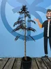 A potted tree stands in front of a blue backdrop with a cartoon character illustration. Produktbild-Vorschau