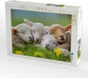 CALVENDO Puzzle Schafe | 1000 Teile Lege-Größe 64x48cm Produktbild-Vorschau 2