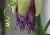SAFLAX  - Grenadille géante - 12 graines - Passiflora Voir les images du produit 4