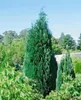 Chamaecyparis lawsoniana 'Alumii', Blaue Scheinzypresse, Produktbild-Vorschau 1