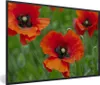 MuchoWow® Gerahmtes Poster Nahaufnahme von roten Mohnblumen Produktbild-Vorschau 1