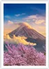 Poster - Poster ohne Rahmen - Fuji Blume Kirsche - 70x100 Produktbild-Vorschau 1