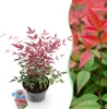 Green boutiQ - Plante de jardin - Nandina Obsessed - Rouge Voir les images du produit 1