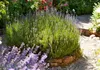 A close-up view of a lush lavender plant in a garden setting, with other flowers and a gravel path visible. Produktbild-Vorschau