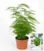 BALDUR Garten 1x Asparagus Plumosa, Pflanze im 12 cm-Topf, Produktbild-Vorschau 2