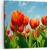 Bild auf Leinwand - Leinwandbild - Tulpe Blume blauer Produktbild-Vorschau 1