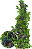 BALDUR Garten 2x Säulen-Brombeeren Navaho® 'Big&Early' Produktbild-Vorschau 1