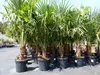 3 Stück XXL Palme winterhart 190 - 220 cm Trachycarpus Produktbild-Vorschau 8
