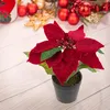 Betlémská hvězda Umělá sametová v květináči Poinsettia Náhled obrázku produktu 7