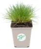 6 Pflanzen Bärenfellgras, Festuca gautieri, winterhart, 9 Produktbild-Vorschau 3