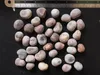 Suarez-apenbroodboom (Adansonia suarezensis) - 3 zaden Productafbeelding-voorbeeld 4
