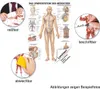 Lymphsystem Mini-Poster Anatomie 34x24 cm medizinische Produktbild-Vorschau 2