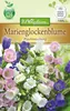 Artikelbild 1 von 'Marienglockenblume' aus der Kategorie Glockenblumensamen Produktbild-Vorschau