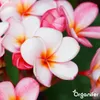 Frangipani, płynny nawóz 2x1 litr – nawóz NPK 3-4-3 – Podgląd zdjęcia produktu 10