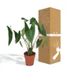 Alocasia Zebrina Ø19Cm - ↕75Cm Produktbild-Vorschau 9