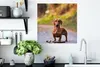 MuchoWow® Poster Schöner Dackel im Wald 50x50 cm - Produktbild-Vorschau 3